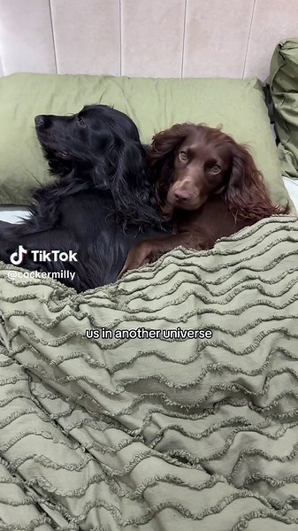 Cocker Spaniels in Another Universe: TikTok Delight