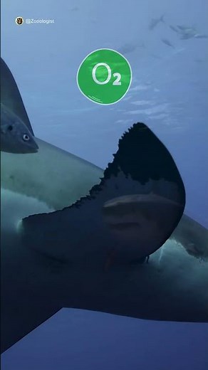 Why Sharks Never Stop Swimming