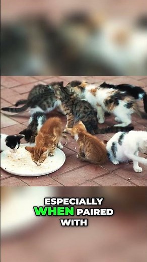 Feral Cats A Path Forward for Community & Nature