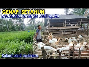 Gak Nyangka, Di Tahun Pertama Sudah Merasakan Hasil Dari Ternak Kambing