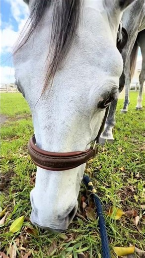 ASMR 🏇🏻🛫 #caballos #horse