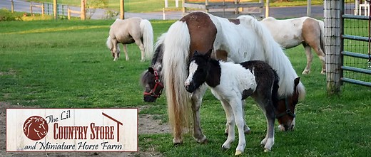 Lil' Country Store and Miniature Horse Farm - LancasterPA.com