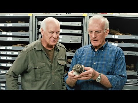 How is the fossil record evidence for Creation and Noah's Flood? - Dr. Arthur Chadwick