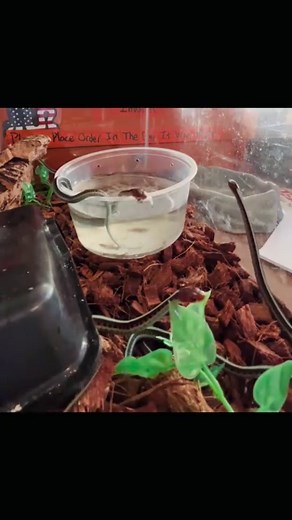 38K views · 770 reactions | These baby red-sided garter snakes are...