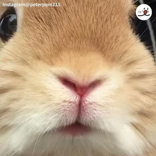 高速でヒクヒク😍 ウサギさんのかわいいお鼻が動くよ🐰💕 【PECO TV】