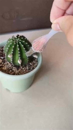 Beautiful cactus flower 🌵 #cactus #cacti | Cactus Garden