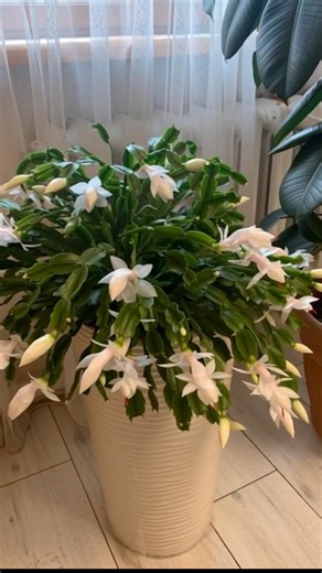 14K views · 583 reactions | Talking about the beautiful Thanksgiving Cactus. | Home Gardening | Facebook