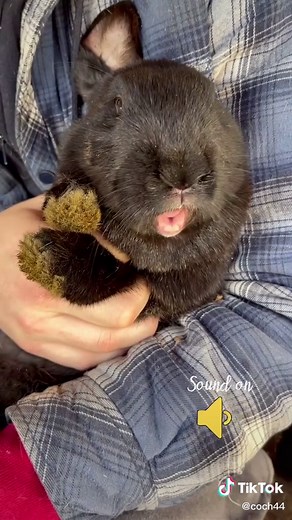 Rabbit Scream Compilation: Funny Bunny Sounds and Reactions