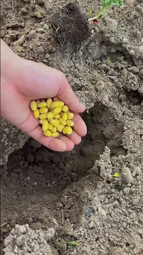 Soybean planting process for healthy crop establishment