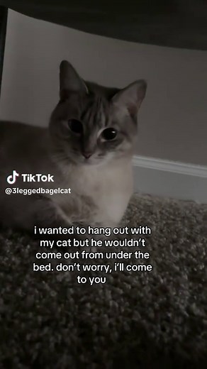 How I Comforted My Cat Hiding Under the Bed