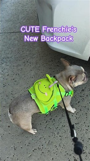 Frenchie's Frog Backpack #dog #Backpack #puppy #viral #trending #bulldog