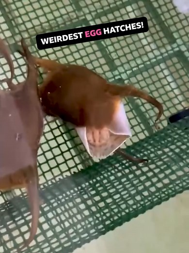 Is this the weirdest egg?! 🐣 Vick Hope headed to Plymouth Sound exploring the weird and wonderful world of skate and shark eggs! Jemma Watkins filmed a baby spotted ray hatching, as part of a project engaging the public about this beautiful species of skate living just off our coast Discarded egg cases from both skates and sharks can be found washed up on our UK beaches, sometimes called ‘mermaids purses’ and they are a great way to help scientists identify species living off our coasts. Have y