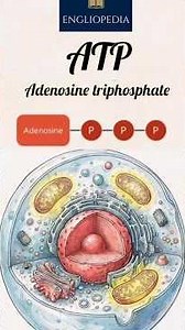 What is ATP (Adenosine Triphosphate)? Explained in 60 Seconds! 🔋⚡ #Shorts