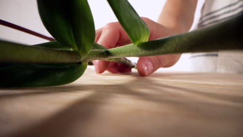 From You Flowers - One Dozen Long Stemmed Red Roses with Glass Vase | Fresh Flower Bouquets for Birthday, Anniversary, Get Well or Celebration
