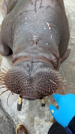 One common question I get about walruses is, “what do their whiskers feel like?” So let’s talk about it! . Walrus whiskers are also known as vibrissae. This is because their true purpose is to sense vibrations from things like clams or other invertebrates in the sand when foraging for food! Each vibrissae has an individual nerve ending and blood supply and there are roughly 500 of them! This is how the walruses feel their world and I think it’s so cool. To touch they feel like hard, uncooked pas