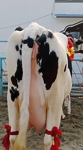 Malumor Mandi Jhang | Best Quality HF Pure & Cross, Jersey Cows + Cholistani Cows & Heifers