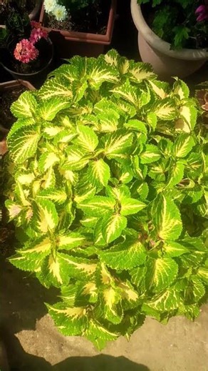 coleus plant 💐🌳#rose #garden #gardening #viral #flowers