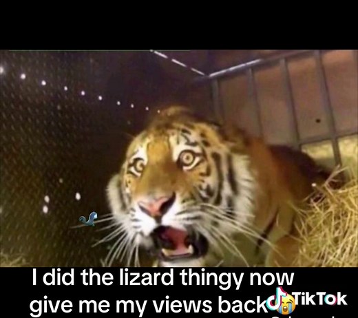 💀💀#Meme#lizard#funny#fyp