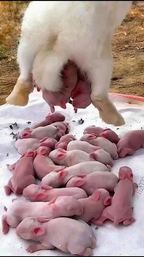 Rabbit growth | Cute Baby Rabbit 1 To 21 Days #pets #animals