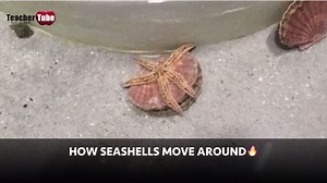 2.7K views · 33 reactions | How Seashells Move Around ...