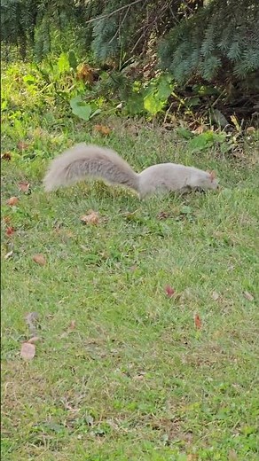 Esquilo cinzento com albinismo #animais