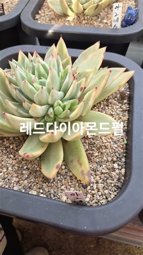 레드다이아몬드펄 땡칠이아빠 010-4158-1837