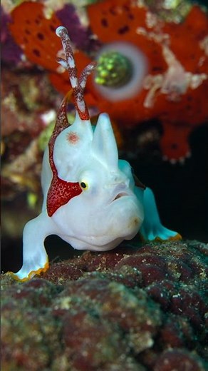 The Ultimate Deceiver: Frogfish Anatomy