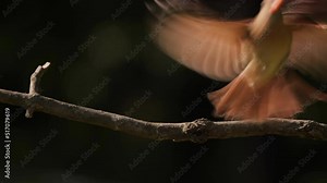 The northern cardinal (Cardinalis cardinalis) - a small bird, bright red color, lives in the forests of North America. He sings well. Stock Video