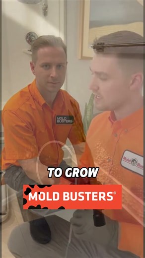 White Mould on Walls: The Hidden Danger in Your Home