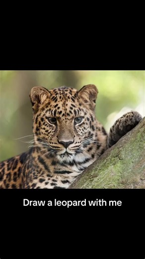 Draw a Leopard with Me: Step-by-Step Process