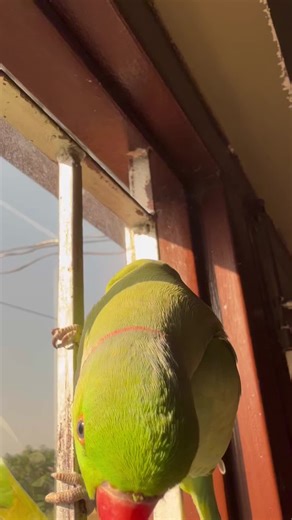 Discover the Beauty of Parids