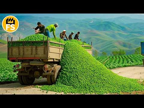 How Millions of Tons of Green Peas Are Harvested and Processed | Green Pea Production