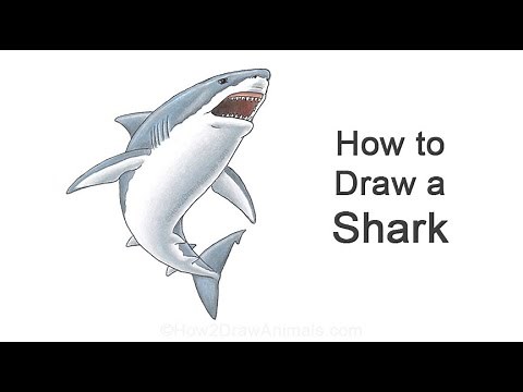 How to Draw a Shark