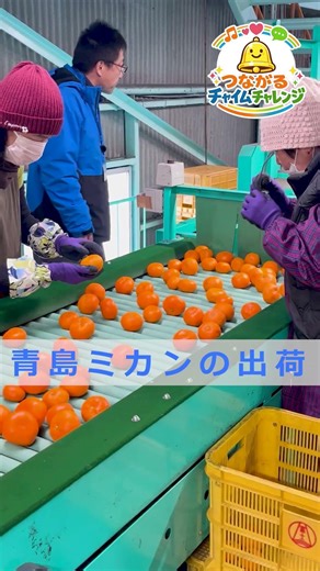 【プレゼント企画・つながるチャイムチャレンジ】青島ミカンの出荷・富士地区