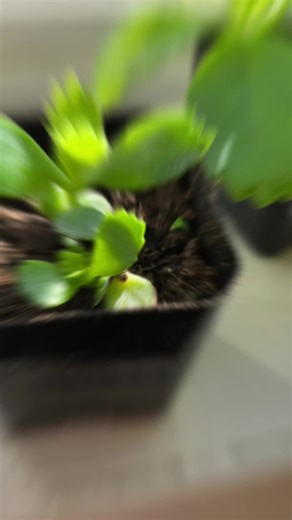 #plantlife #plantlady #obsessed New plants from my new friend.