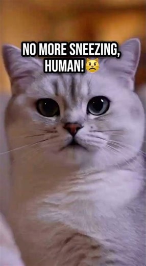 Cats vs Sneezes: the ultimate betrayal 😹 | #catshorts #cat #funny