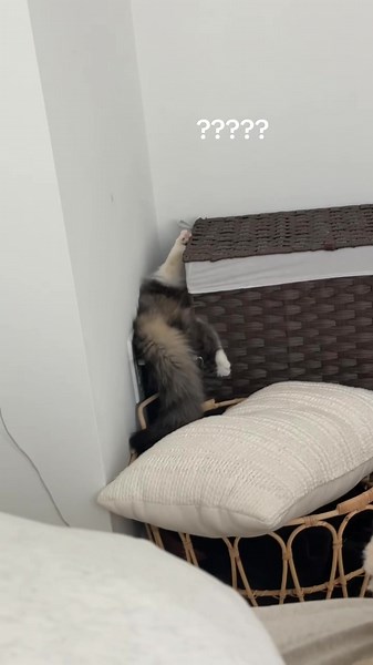 Confused Cat Moments: Hilarious Reactions