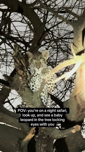 Baby Leopard Spotted in Tree During Night Safari