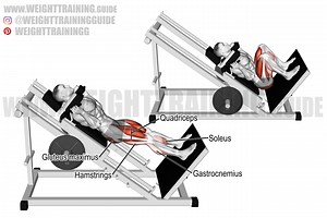 Hack squat exercise instructions and video | weighttraining.guide