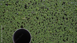 Azolla green in a fish pond And PVC water pipes.