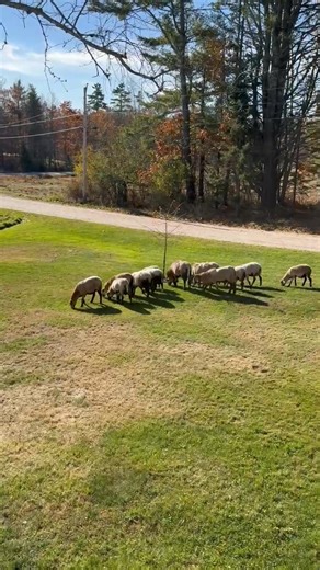 Paging Little Bo Peep! Happy Sunday! 🐑 | Tracey Pandora