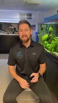 How to Fix a Smelly Aquarium