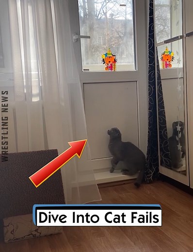 3.3K views · 41 reactions | Dive Into Cat Fails | Wrestling News | Facebook