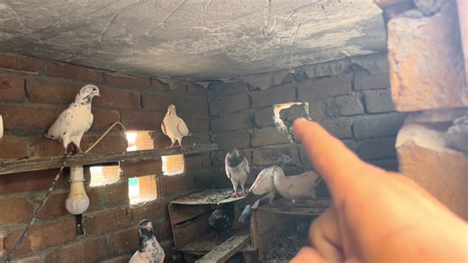 Pigeons as Pets: An Insightful Guide