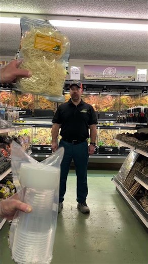 Ever wondered how to culture your own fruit flies? 🪰🍎