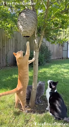 18M views · 529K reactions | Bee attack! The cats and dog run for their lives! ‍♂️  100% AI video for fun & laughs! Every scene is digitally created — no real animals, babies, or people.  Enjoy and share!  No reuploads. #AIreel #AIfunny #AIanimals #AIfun #CreativeAI #AIvideo #AImagic | Tiny Paws Garden | Facebook