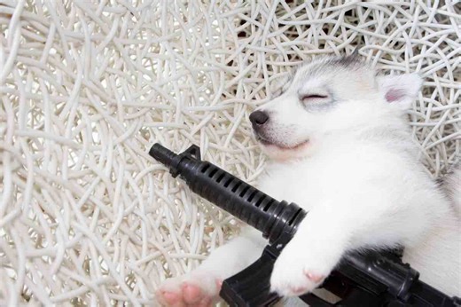 Never accept a puppy from a scammer