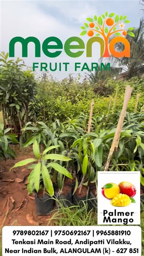 Meena Fruit Farm | 🌴 MEENA FRUIT FARM – Exclusive Exotic Fruit Collection (Limited Stock!) 🌴 Discover rare, premium exotic fruit plants now available in our... | Instagram