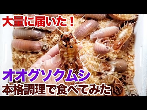 大量に届いたオオグソクムシを本格調理で食べてみた