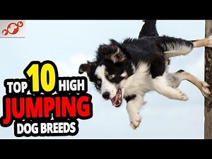 🐕 High Jumping Dogs - TOP 10 Dog Breeds That Can Jump The Highest In The World!